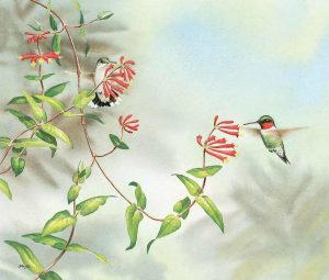 About Birds