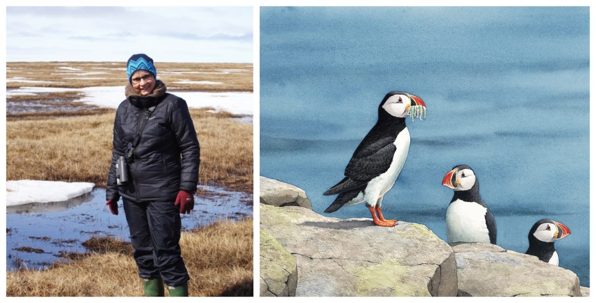 Guest Post: Cathryn Sill on the Mysteries and Importance of Seabirds