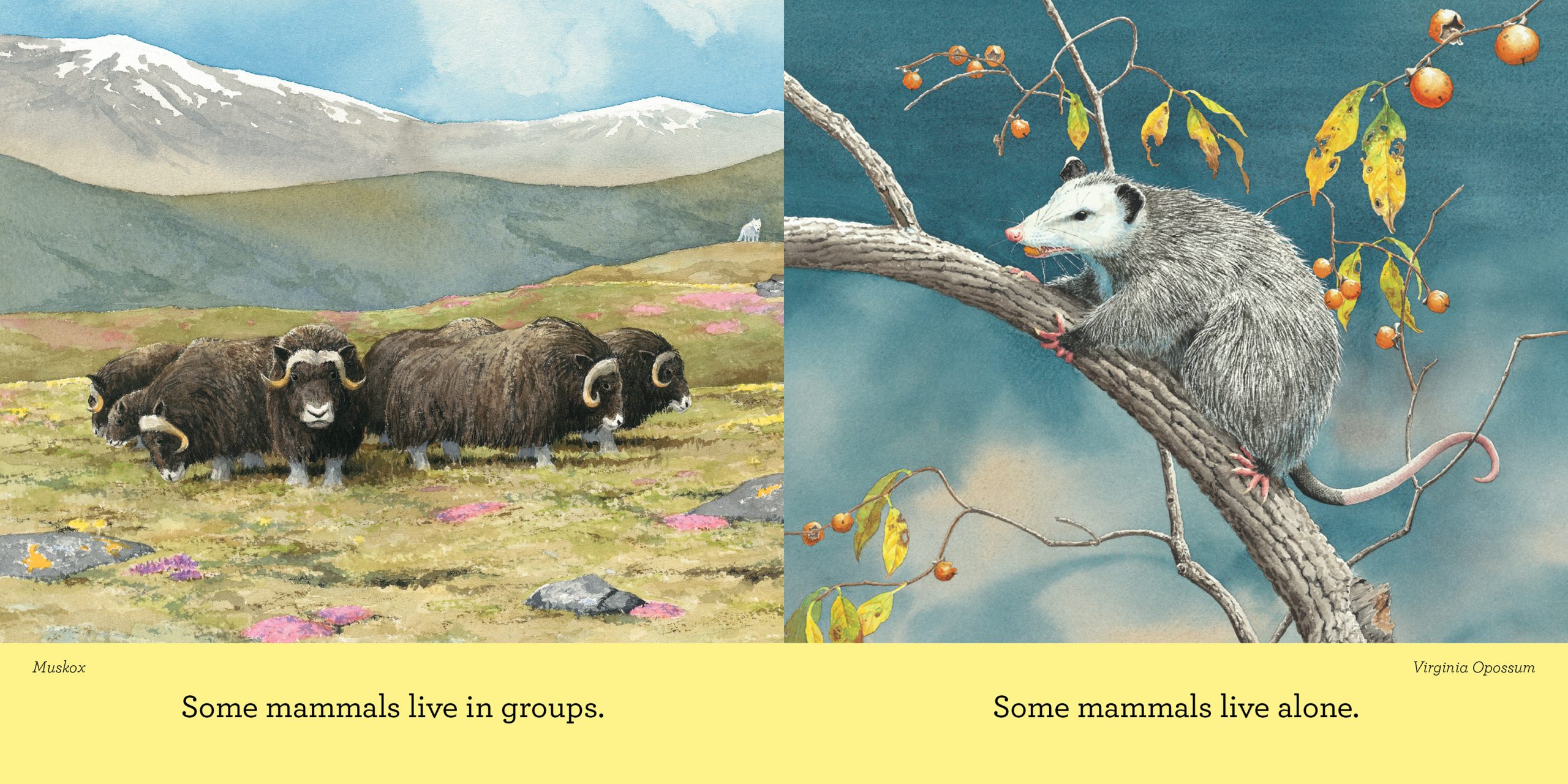 Curious About Mammals: The Newest Board Book in the Discovering Nature