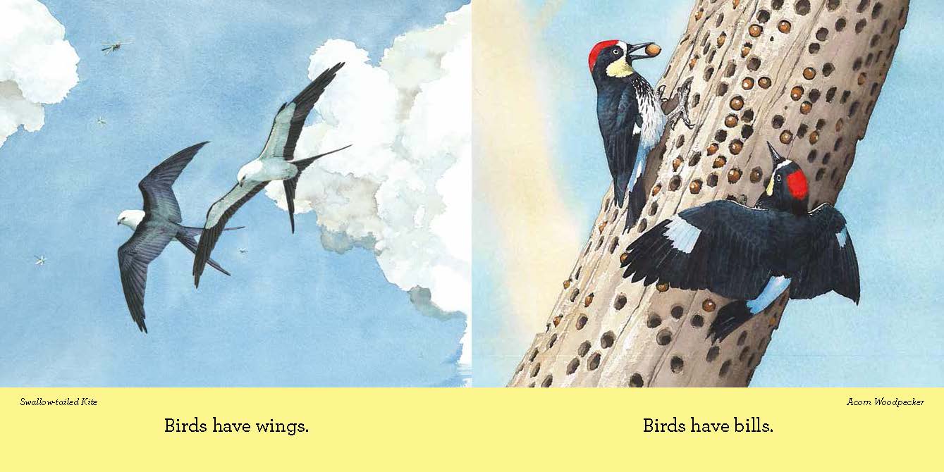 CuriousAboutBirdsSpread2