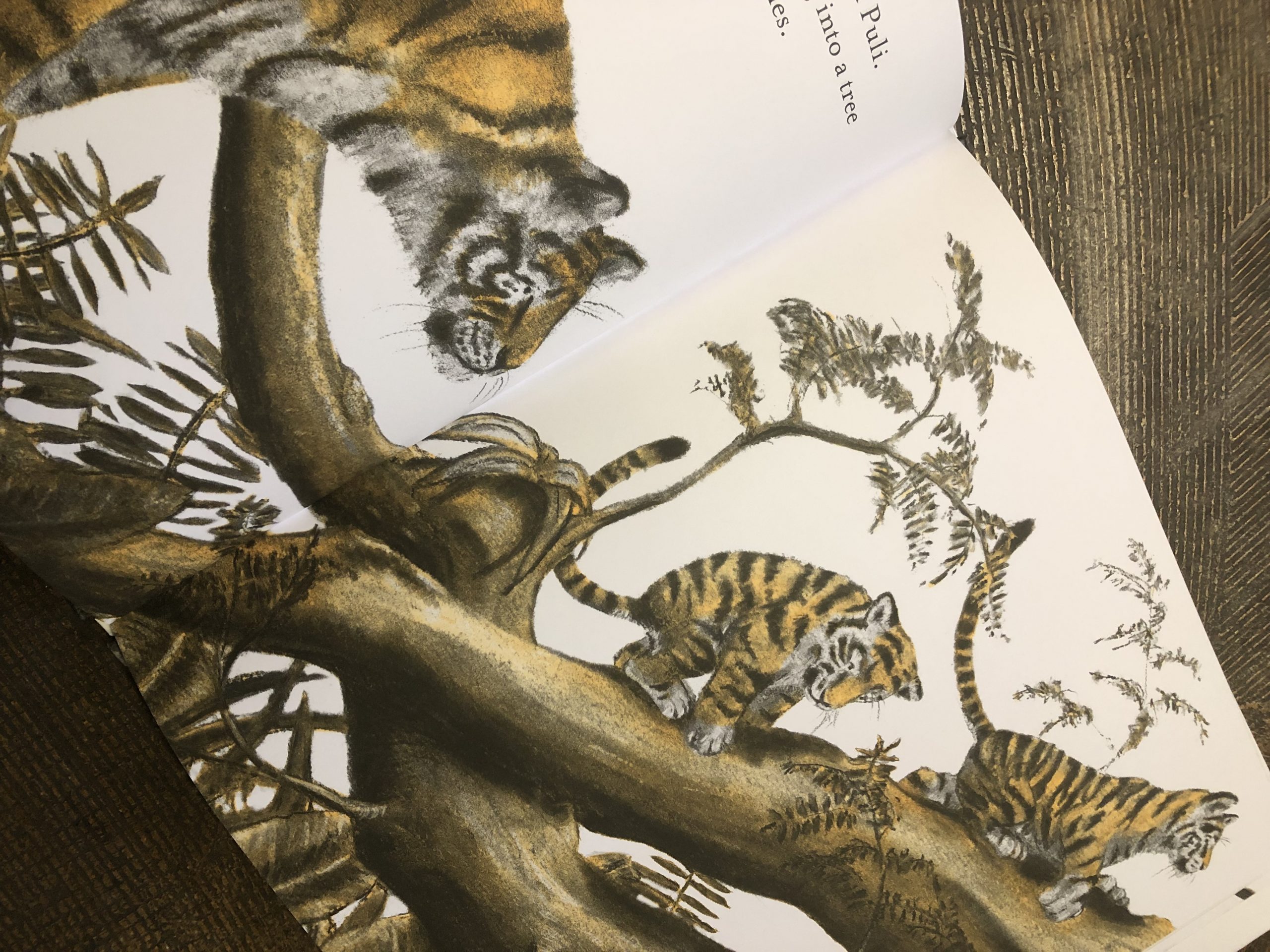 LittleTigersIllustration