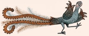 lyrebird
